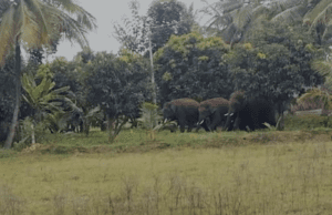 ಮದ್ದೂರು ತಾಲ್ಲೂಕಿನಲ್ಲಿ ಆನೆಗಳು ಪ್ರತ್ಯಕ್ಷ: ಬೆಳೆ ನಾಶ