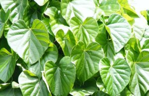 ಅಮೃತ ಬಳ್ಳಿ