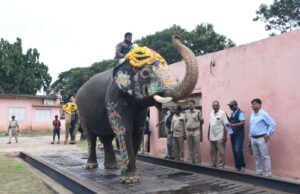 ದಸರಾ-2023: ಗಜಪಡೆಗೆ ತೂಕ ಪರೀಕ್ಷೆ, ಕ್ಯಾಪ್ಟನ್ ಅಭಿಮನ್ಯು ಬಲಶಾಲಿ