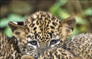 ಪೆಲಿನ್ ಪ್ಯಾನ್ಲೂಕೋಪೇನಿಯಾ ವೈರಸ್ಗೆ ಬನ್ನೇರುಘಟ್ಟ ಜೈವಿಕ ಉದ್ಯಾನವನದ 7 ಚಿರತೆ ಮರಿಗಳು ಬಲಿ