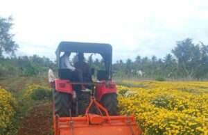 ಸೇವಂತಿ ಹೂ ದರ ಇಳಿಕೆ: ಬೆಳೆ ನಾಶ ಪಡಿಸಿದ ರೈತ