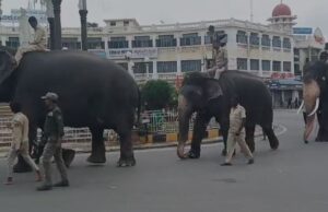 ದಸರಾ ಗಜಪಡೆಗೆ ಇಂದಿನಿಂದ ತಾಲೀಮು ಆರಂಭ