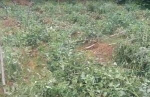 ರಾಮನಗರ: ಕಾಡಾನೆ ದಾಳಿ, ಮೂರು ಎಕರೆ ಬೆಳೆ ನಾಶ