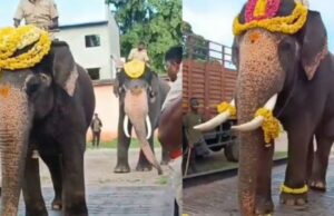 ದಸರಾ ಗಜಪಡೆಯ ತೂಕ ಪರೀಕ್ಷೆ: ಯಾವ ಆನೆ? ಎಷ್ಟು ಭಾರ?