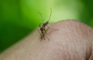 ಮಲೇರಿಯಾ