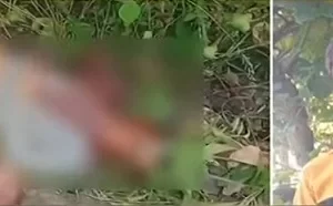 ಮೈಸೂರು: ಹುಲಿ ದಾಳಿಗೆ 7 ವರ್ಷದ ಬಾಲಕ ಬಲಿ