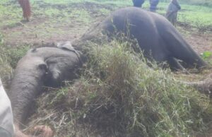 ಅಕ್ರಮ ವಿದ್ಯುತ್ ತಂತಿಗೆ ಸಿಲುಕಿ ಆನೆ ಸಾವು