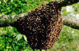 ಹೆಜ್ಜೇನು ದಾಳಿ ದನಗಾಹಿ ಸಾವು