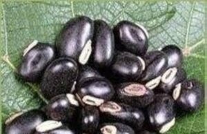 ನಸುಗುನ್ನಿ ಬೀಜ (mucuna pruriens)