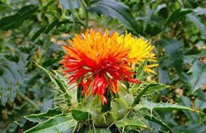 ಕುಸುಬಿ (CARTHAMUS TINCTORIUS)