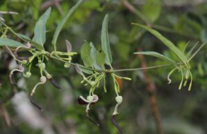 ಈಶ್ವರಿ ಬೇರು
