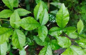 ಬಿಲ್ವಪತ್ರೆ