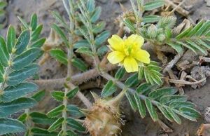 ನೆಗ್ಗಿಲ ಮುಳ್ಳು (TRIBULUS TERRESTRIS)