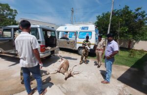 ಹನೂರು: ಬೀದಿ ನಾಯಿಗಳ ದಾಳಿಗೆ ಜಿಂಕೆ ಬಲಿ