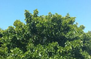 ಹೊಂಗೆ ಮರ