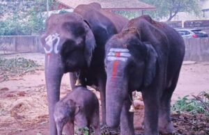 ಮರಿ ಹಾಕಿದ ನೇತ್ರಾವತಿ: ಆನೆಯ ಬದಲು ವಾಹನದಲ್ಲಿ ಚಾಮುಂಡೇಶ್ವರಿ ಪುತ್ಥಳಿ ಮೆರವಣಿಗೆ