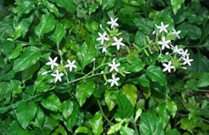 ಚಿತ್ರಮೂಲ