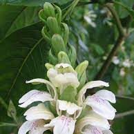 ಅಡುಗೆ ಸೋಗೆ