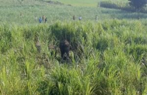 ಕಟ್ಟೆದೊಡ್ಡಿಯಲ್ಲಿ ಬೀಡುಬಿಟ್ಟಿರುವ ಗಜಪಡೆ