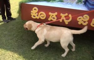 ಮೈಸೂರಿನಲ್ಲಿ ಖಾಕಿ ಹೈ ಅಲರ್ಟ್: ಬಾಂಬ್ ಸ್ಕ್ವಾಡ್, ಶ್ವಾನದಳದಿಂದ ಅರಮನೆ ಪರಿಶೀಲನೆ