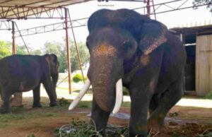 ರಾಜವಂಶಸ್ಥರಿಗೆ ರೋಹಿತ್ ಆನೆ ಅಚ್ಚುಮೆಚ್ಚು