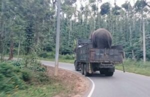 ಚಿಕ್ಕಮಗಳೂರು: ನರಹಂತಕ ಕಾಡಾನೆ ಸೆರೆ ಹಿಡಿಯಲು ಆದೇಶ