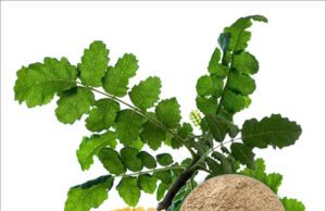 ಮಡ್ಡಿ ಸಾಮ್ರಾಣಿ