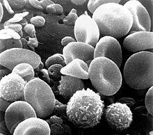 ಬಿಳಿ ರಕ್ತಕಣಗಳು : ನಮ್ಮ ರೋಗ ನಿರೋಧಕ ಶಕ್ತಿ ಒಂದು ಬಲವಾದ ಅಸ್ತ್ರ