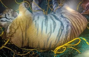 ಬಂಡೀಪುರ ಭಾಗದಲ್ಲಿ ಮಹಿಳೆಯನ್ನು ಬಲಿ ಪಡೆದಿದ್ದ ಹುಲಿ ಸೆರೆ