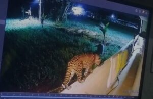 ಮಂಡ್ಯ: ಮಲ್ಲನಾಯಕನಹಳ್ಳಿಯಲ್ಲಿ ಚಿರತೆ ಪ್ರತ್ಯಕ್ಷ- ಗ್ರಾಮಸ್ಥರಲ್ಲಿ ಆತಂಕ