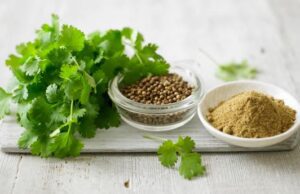 ಕೊತ್ತಂಬರಿ