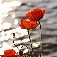 ಕಸಕಸೆ (POPPY)