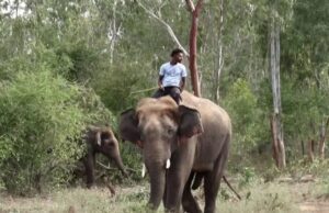 ಮೈಸೂರು: ಹುಲಿ ಕಾರ್ಯಾಚರಣೆಗೆ ಆಗಮಿಸಿದ ಗಜರಾಜರು