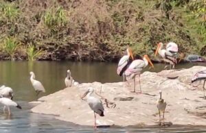 ಪ್ರವಾಸಿಗರ ಸೆಳೆಯುತ್ತಿರುವ ರಂಗನತಿಟ್ಟು ಪಕ್ಷಿಧಾಮ