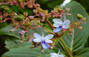 ಗಂಟು ಭಾರಂಗಿ