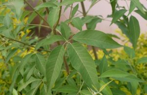 ಲಕ್ಕಿಗಿಡ