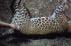 ಅಪರಿಚಿತ ವಾಹನ ಡಿಕ್ಕಿ: ಸ್ಥಳದಲ್ಲೇ ಚಿರತೆ ಸಾವು