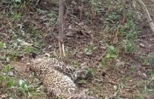 ತುಮಕೂರು: ನಾಯಿಗಳ ದಾಳಿಗೆ ಎಂಟು ತಿಂಗಳ ಚಿರತೆ ಮರಿ ಸಾವು