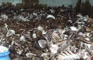 ಕಬ್ಬಿಣ ಹಾಕಲು ನಿರ್ಮಾಣ ಮಾಡಿದ್ದ ಶೆಡ್ ನಲ್ಲಿ ರಾಶಿ ರಾಶಿ ಗೋವಿನ ಮೂಳೆಗಳು ಪತ್ತೆ