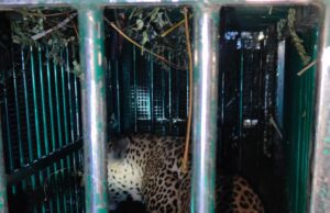 ಮೈಸೂರು: ಬೋನಿಗೆ ಬಿದ್ದ ಚಿರತೆ