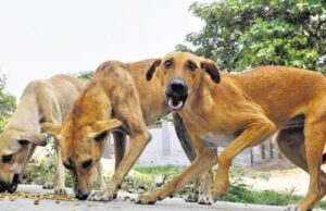 ಬೀದಿ ನಾಯಿಗೆ ತುತ್ತಾದ ನವಜಾತ ಶಿಶು: ಶವದ ಮೇಲೆ ನಾಯಿ ಕಚ್ಚಿದ ಗಾಯ