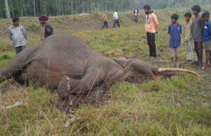 ಅಕ್ರಮ ವಿದ್ಯುತ್ ತಂತಿ ಸ್ಪರ್ಶ: ಕಾಡಾನೆ ಸಾವು