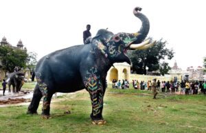 ಮೈಸೂರು, ಹಾಸನ ಜಿಲ್ಲೆಯಲ್ಲಿ ಅರ್ಜುನ ಆನೆಯ ಸ್ಮಾರಕ ನಿರ್ಮಾಣ: ಈಶ್ವರ ಖಂಡ್ರೆ