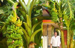 ಒಂದೇ ಗಿಡದಲ್ಲಿ ಸುಮಾರು ೫೦೦ ಬಾಳೆ ಹಣ್ಣು ಬೆಳೆದ ಮಾದರಿ ರೈತ