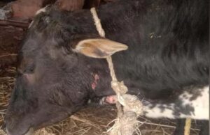 ಚಿಕ್ಕಮಗಳೂರು ಜಿಲ್ಲೆಯಲ್ಲಿ ಹಸುವಿನ ಮೇಲೆ ಕ್ರೌರ್ಯ : ಕೆಚ್ಚಲು ಕತ್ತರಿಸಿ ಪರಾರಿಯಾದ ದುಷ್ಕರ್ಮಿಗಳು!