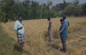 ರೈತನ ಜಮೀನಿಗೆ ನುಗ್ಗಿದ ಕಾಡಾನೆ: ಭತ್ತದ ಬೆಳೆ ನಾಶ