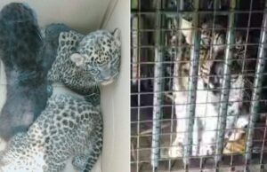 ಮೈಸೂರು: ಬೋನಿಗೆ ಬಿದ್ದ ಚಿರತೆ