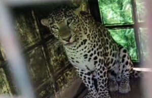 ಗುಂಡ್ಲುಪೇಟೆ: ಅರಣ್ಯ ಇಲಾಖೆ ಇಟ್ಟಿದ್ದ ಬೋನಿಗೆ ಬಿದ್ದ ಚಿರತೆ