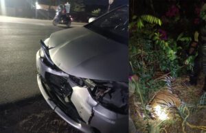 ಮಂಡಕಳ್ಳಿ ವಿಮಾನ ನಿಲ್ದಾಣದ ಬಳಿ ಕಾರು ಢಿಕ್ಕಿ: ಭಾರಿ ಗಾತ್ರದ ಹುಲಿ ಸಾವು