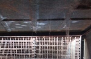 ಮಂಡ್ಯ: ರೈತರಿಗೆ ಜೀವ ಭಯ ಹುಟ್ಟಿಸಿದ್ದ ಚಿರತೆ ಸೆರೆ